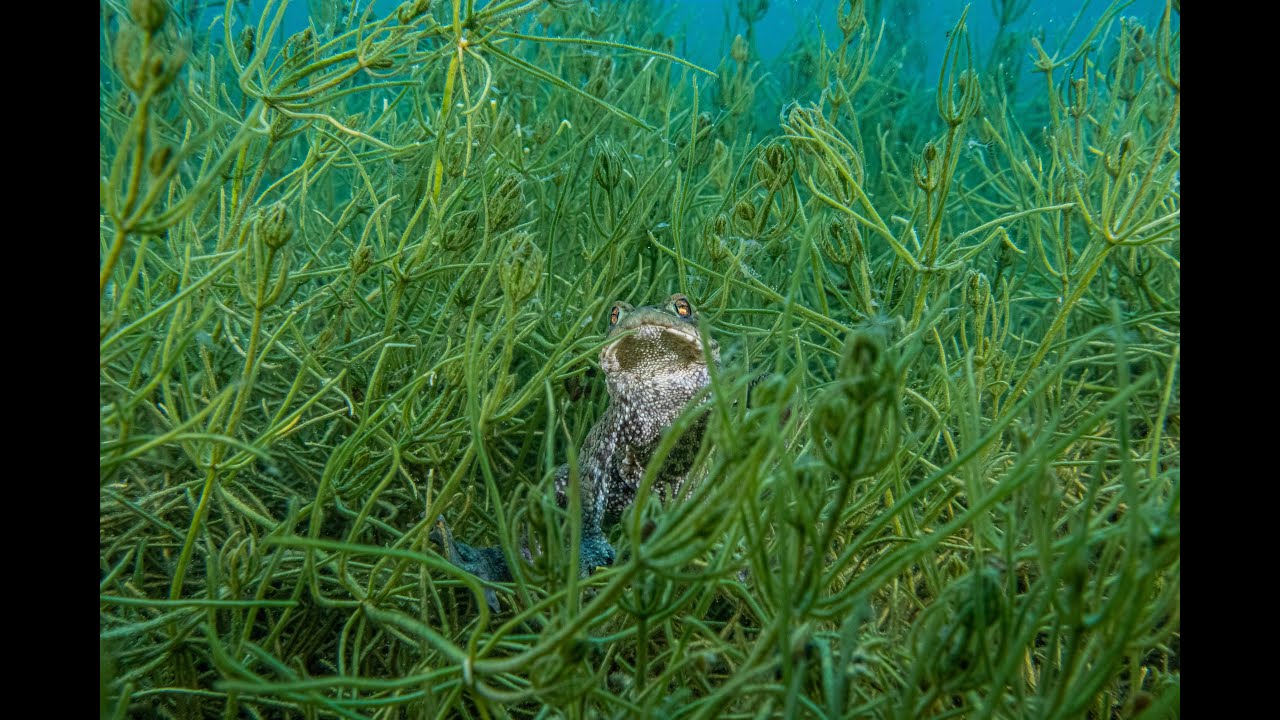 Tauchplatz «Unterwilen / Brougierpark» - Vierwaldstättersee | Scuba diving in Switzerland