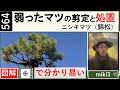564元気のない錦松の剪定と元気を出す処置です。Pruning of weakened Nishiki-matsu(pinus/pine). Then bury the air pipe. miki3