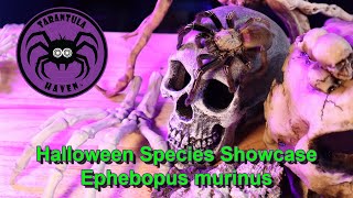 Halloween Species Showcase, Ephebopus murinus