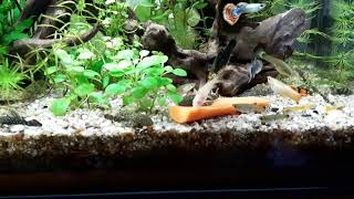 Czym Karmić Glonojady?