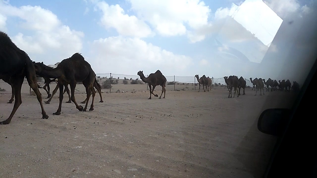 Camels Walking In A Group YouTube
