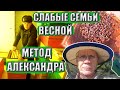 Спасение слабых семей весной Метод Александра в пчеловодстве