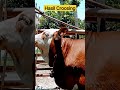 PEDET CROSS SIMENTAL BRAHMAN UMUR 2 BULAN