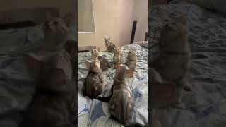 Cute American Shorthair Kittens Playing! ✅ #shorts #cat #cats #kitten #kittens #cute #funny #wow