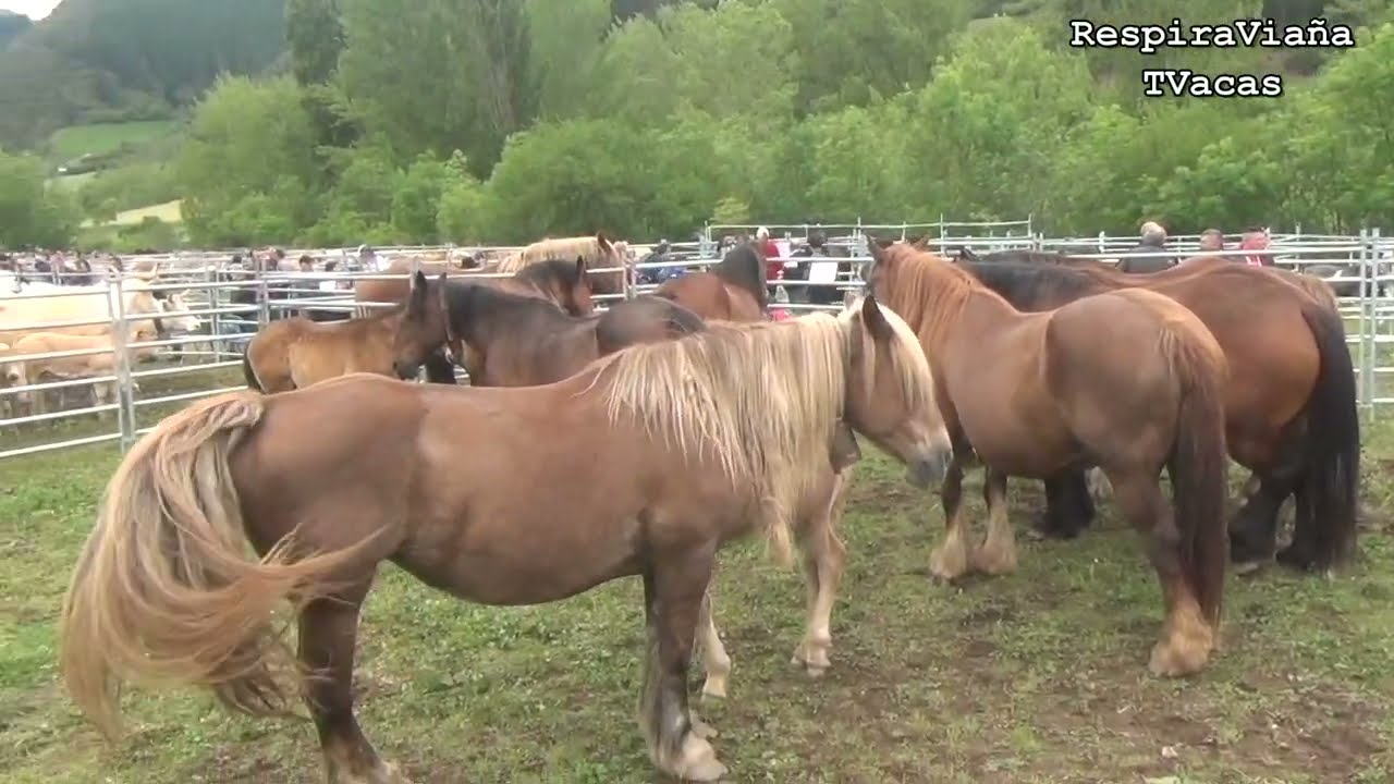 Feria de Tama 18 05 2024