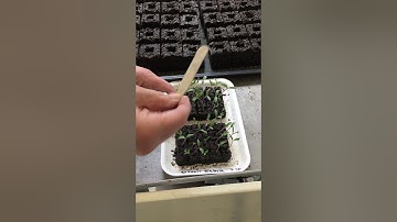 Soil Blocking: Small Blocks to Large Blocks