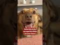 Cachorrinha viraliza com repertório infinito de caras e bocas