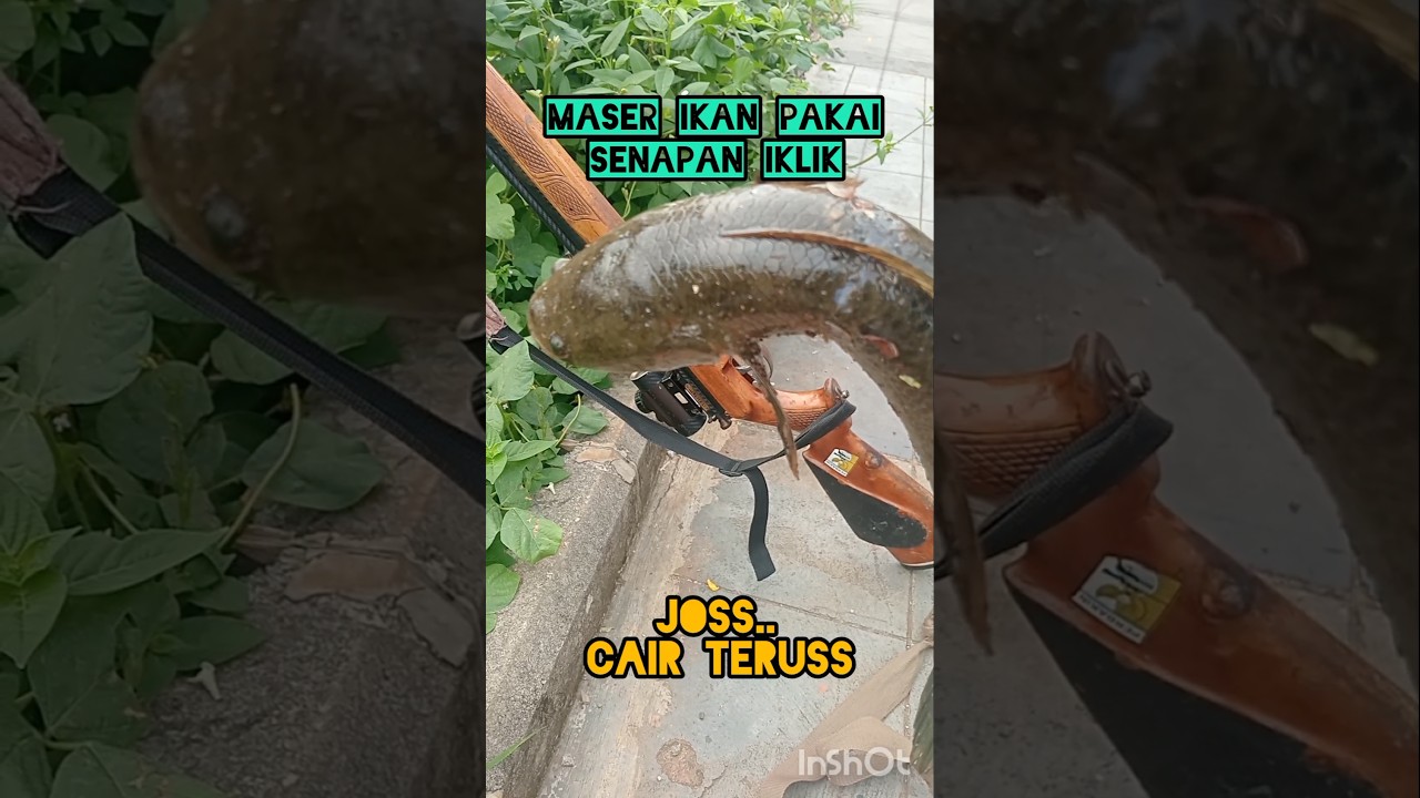 Maser ikan pakai senapan uklik