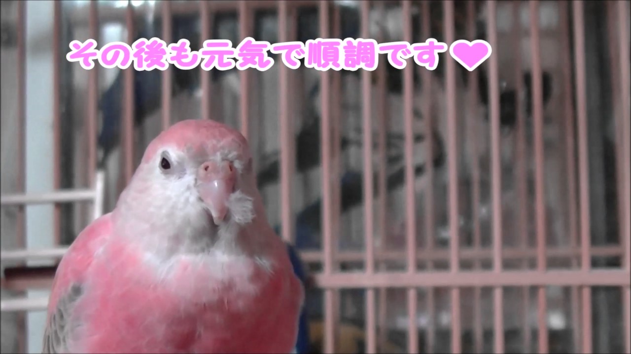 アキクサインコのモモちゃん ありがとうございます♥ すっかり元気になりました Bourke's parrot (Momo-chan