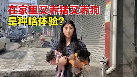 夏天在家里养猪养狗实在恼火，到处拉屎撒尿，老铁们有啥办法没？【杨美丽】 - 天天要闻