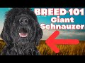 BREED 101 GIANT SCHNAUZER! Everything You Need To Know About The Giant Schnauzer