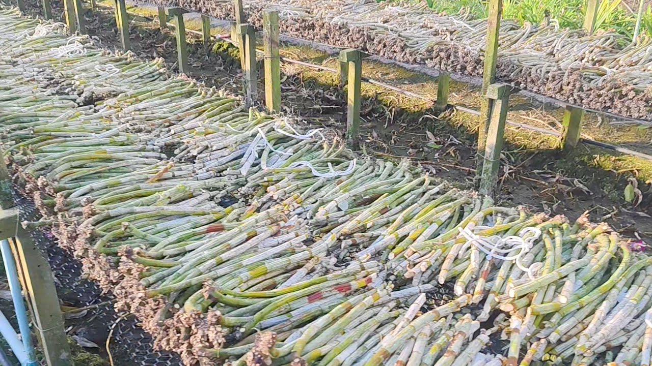 รดน้ำยามเช้า ซ่อมโต๊ะเตรียมปลูก เก็บต้นพันธุ์ไว้ปลูกใหม่#garden#flowers #orchids 