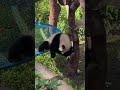 小月亮有多聰明,看看視頻就知道了,遊客:自己託屁屁的技能還沒忘 #大熊貓小月亮 #大熊貓良月崽 #來這吸熊貓 #治癒系