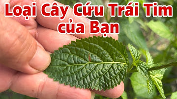 Loại cây cứu trái Tim của Bạn. PHAN HẢI Channel