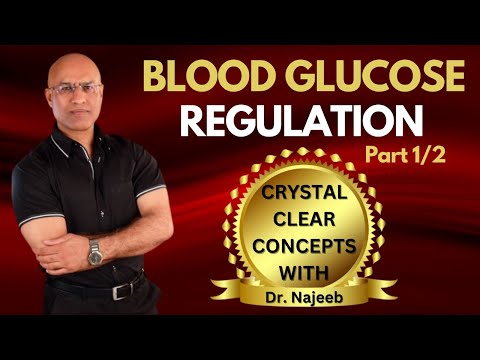 Fed State - Blood Glucose Regulation Part 1