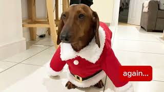 Dachshund in Santa Suit by DITB PRODUCTIONS 273 views 4 months ago 43 seconds