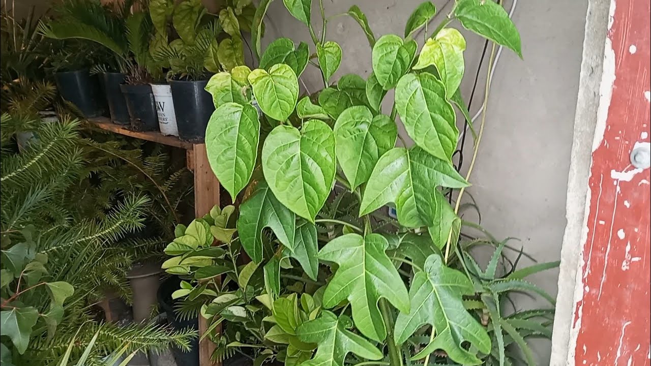 (360) Экзотические растения в зимних комнатах в конце ноября 2025 года❄️🌨️👍