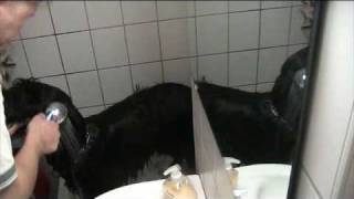 Riesenschnauzer unter der Dusche