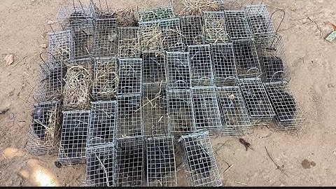 #thăm bẫy chuột# vô mánh trụ điểm chuột cống nhum thấy mất mê ( tập 44) vợ chồng nhà quê