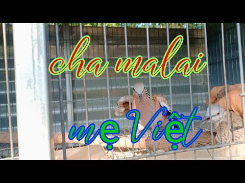Video Malay ghép mái Việt - youtube
