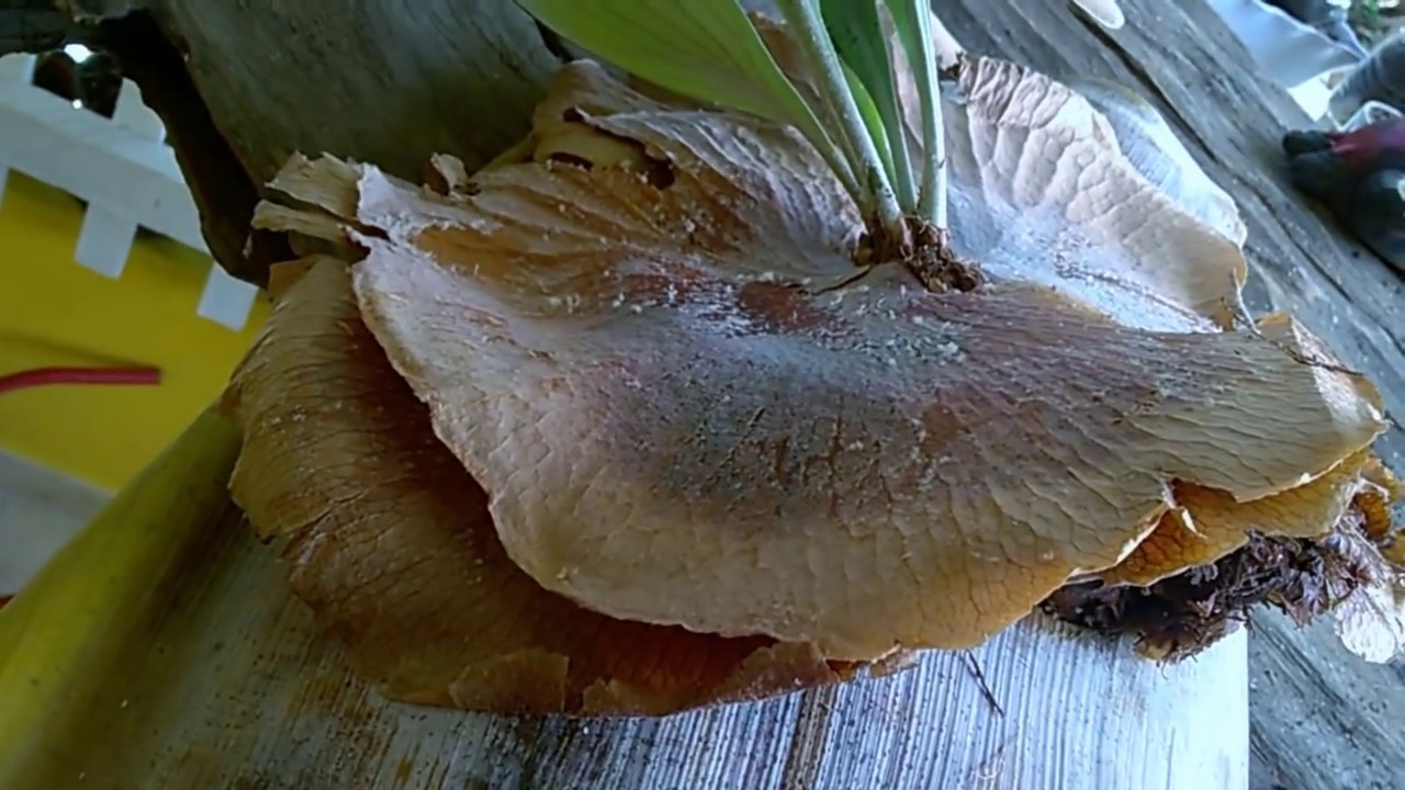 #boralabutar  .Vc nunca viu fazer muda de chifre de veado tão fácil !