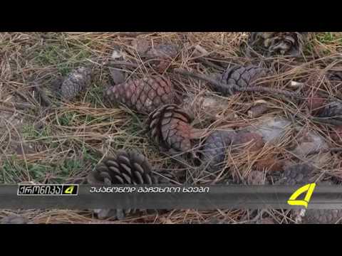 უკანონოდ გაჩეხილი ხეები 25- 12- 2017