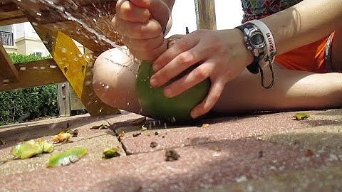 Cracking Open a Coconut with a Shell and Stick