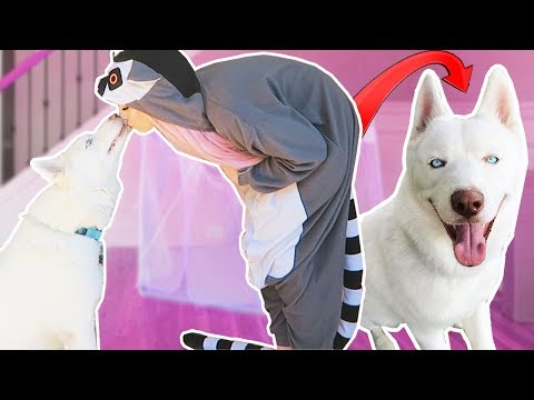 TRYING TO TRICK MY DOG WITH DIFFERENT DISGUISES... - TRYING TO TRICK MY DOG WITH DIFFERENT DISGUISES...