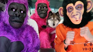 Kakoa S Favorite Stories With Funny Monkeys 