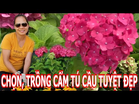 Cách chọn mua và cách trồng, chăm sóc Cẩm Tú Cầu – Hyderangea