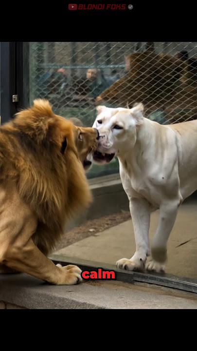 Dogo Argentino Enters Lion Cage without Permission!