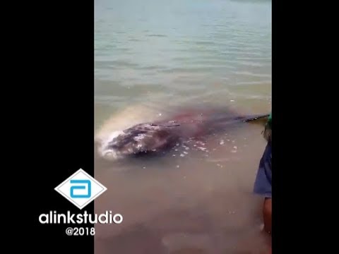Kejadian Aneh Dipantai Palu Sebelum GEMPA PALU & DONGGALA