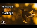 How to photograph flying birds