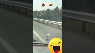 Funny goose dancing on the way ?? Faootv