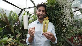 Plants with teeth - the mechanics of insect-eating pitcher plants