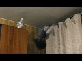 Голубь чиль кувыркается ✿ Pigeon flies with somersaults