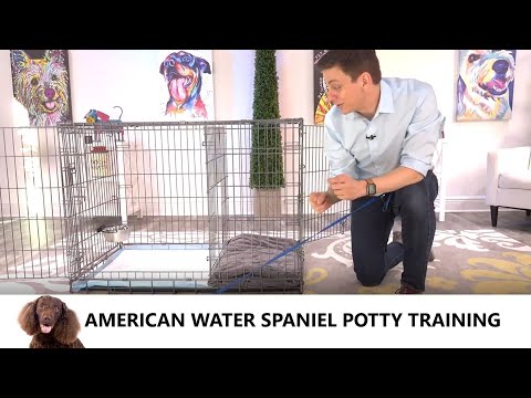 Video: American Water Spaniel