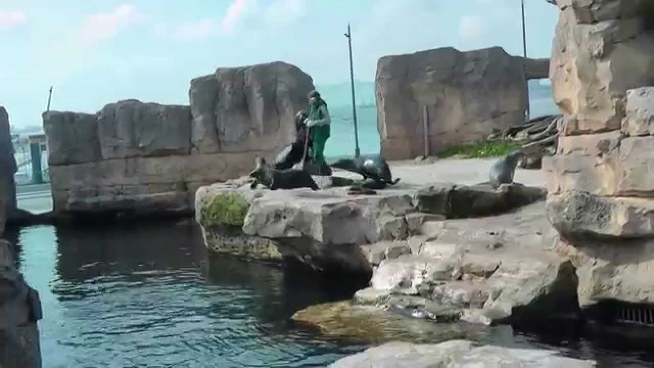 FÜTTERUNG DER OHRENROBBEN   Zoo am Meer