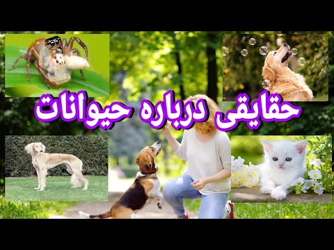 تصویری: اهمیت قرنطینه کردن حیوانات جدید