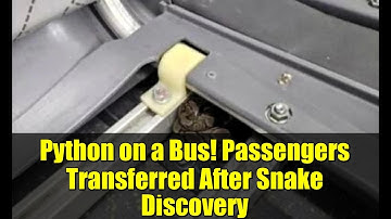 Python on a Bus! Passengers Transferred After Snake Discovery