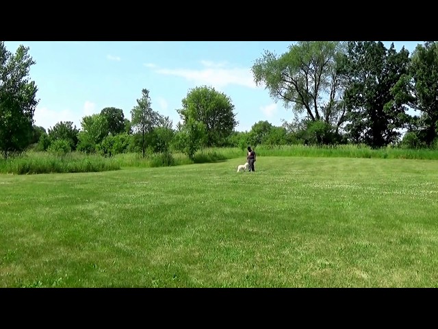 Chicago Dog Training Kiwi the Goldendoodle with Suburban K9!