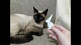 Как сделать оригами кролика| кошка Злата и оригами кролик. Как сделать оригами кролика| кошка Злата и оригами кролик.