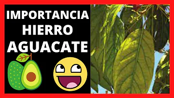 ¿Tiene hierro el aguacate?