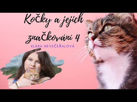 Video: Nejstarší Domácí Kočka A Kočka Na Světě: Co Určuje život Mazlíčka, Jak Ho Prodloužit, Hodnocení Zvířat - Játra, Fotografie