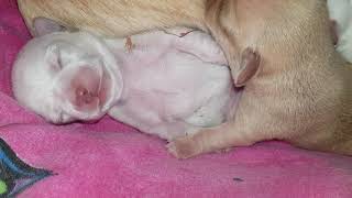 Ferns litter of 7 Chihuahua  puppies at one week of age by Mitchmono 54 views 6 years ago 1 minute, 8 seconds