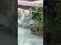 Caught My Dog Eating Grass... Again | I think he was a sheep or a cow last life.