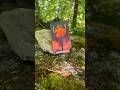 Natur pur… Frühlingserwachen. #tarot #natur