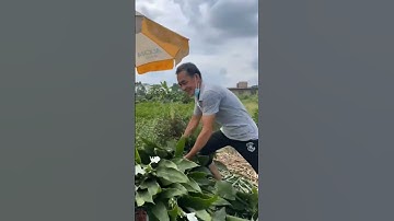 Cách làm chút người Trung Quốc thu hoạch loại bông trắng có cây khá là dài