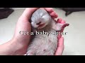 【生後14日目】カワウソ赤ちゃんのベビーシッターを頼まれた!I was asked for a babysitter!【カワウソ赤ちゃん】