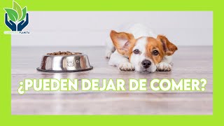 Cuanto tiempo puede estar un perro sin comer